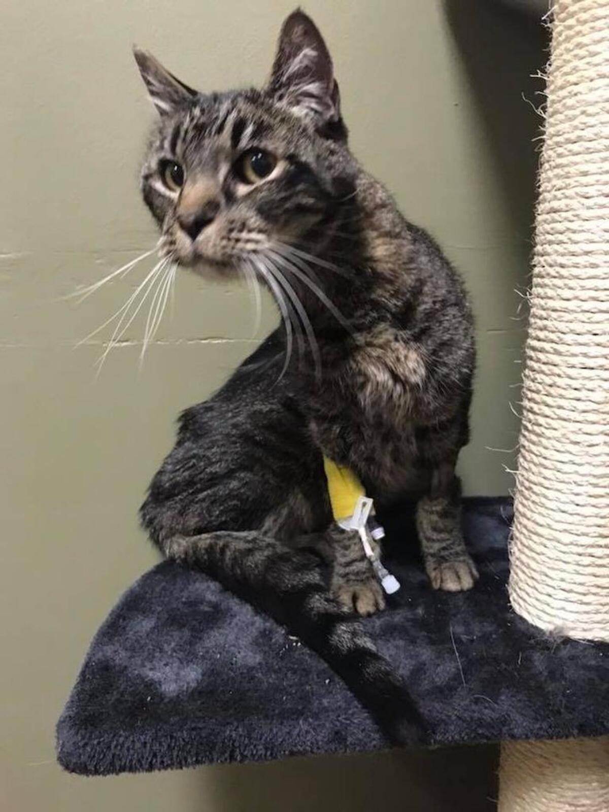 Captain weighed 5 1/2 pounds, down from 13, when he was found after being lost for 40 days in Butte, Montana.