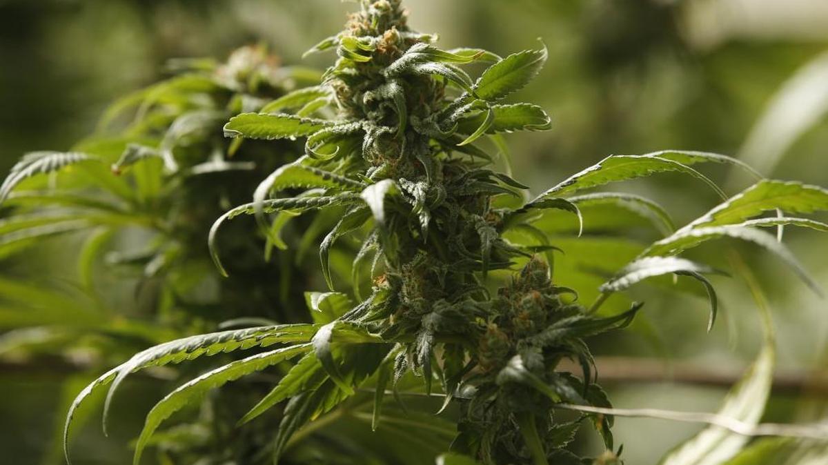 A study of Washington high school students out Tuesday examining marijuana use among students in the state two years before and after the vote to legalize in 2012 finds that marijuana use increased by about 3 percent among 8th- and 10th-graders over that period.