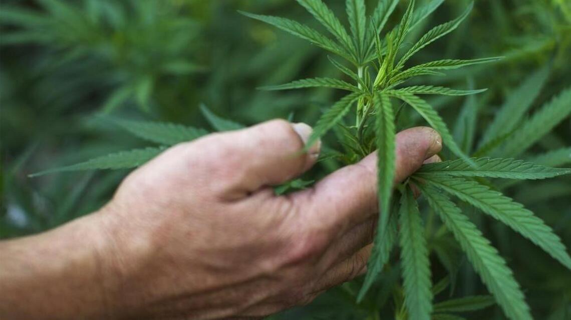 Deadline looms for medical marijuana dispensaries