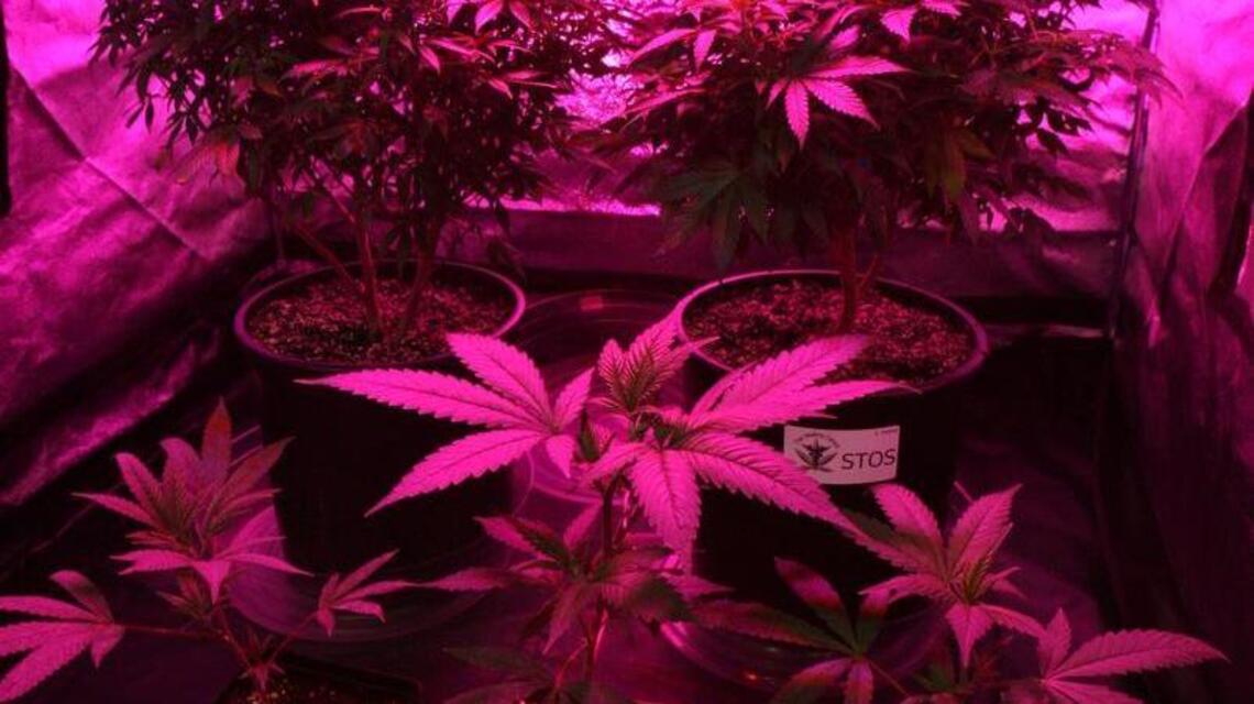 Letter: Tacoma medical marijuana shops to close in phases