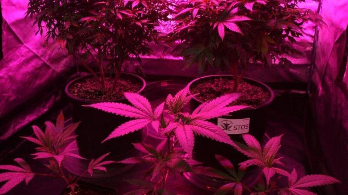 
Cannabis plants are kept in several storage areas at The Healing Center, a medicinal marijuana dispensary in downtown Olympia.

