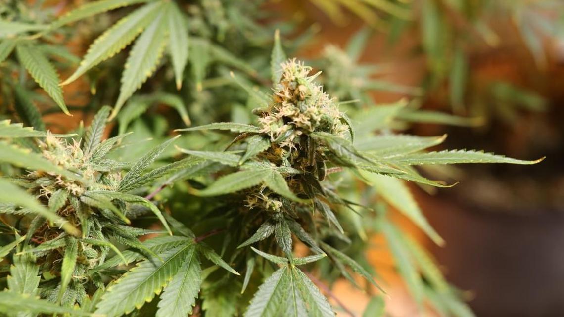 Who’s buying what when it comes to weed in Washington