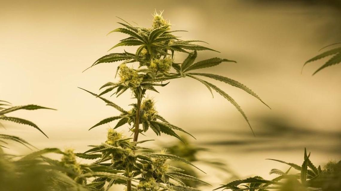 What actually happened to violent crime after Washington legalized marijuana