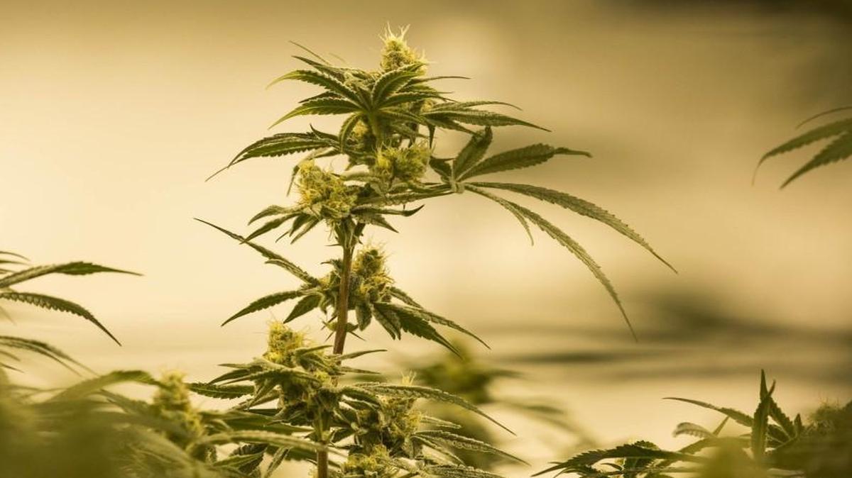 Flowering marijuana plants are seen here growing at the Smokey Point Productions facility in Arlington, Washington, on Jan. 12, 2017.
