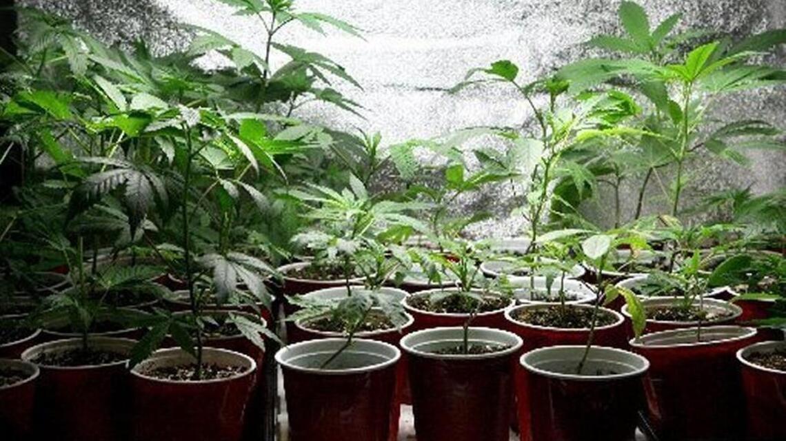 Pierce County ban on pot businesses vetoed by county executive