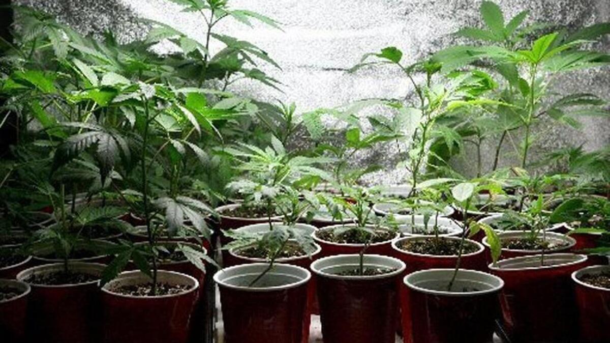 Olympian file photo of cannabis plants at a South Sound medicinal marijuana dispensary.