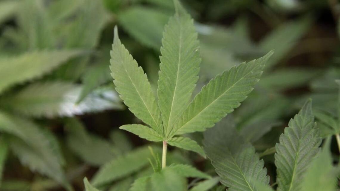 New Pierce County pot ban headed toward irrelevance
