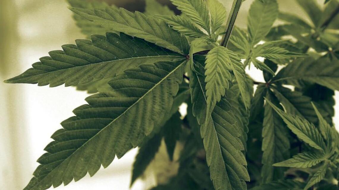 4/20 gives jolt to April pot sales in Washington state