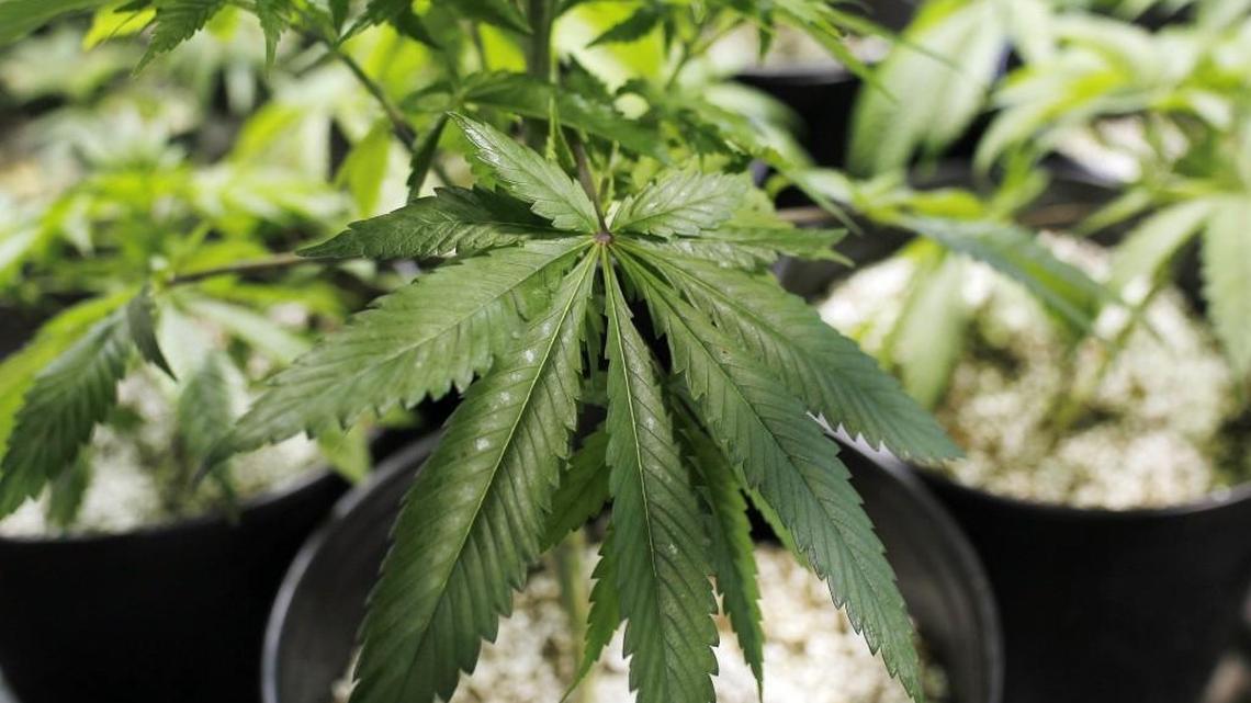 State pot regulators punt to lawmakers on home grows