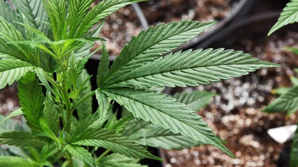 UP residents don’t want pot shops, especially near churches