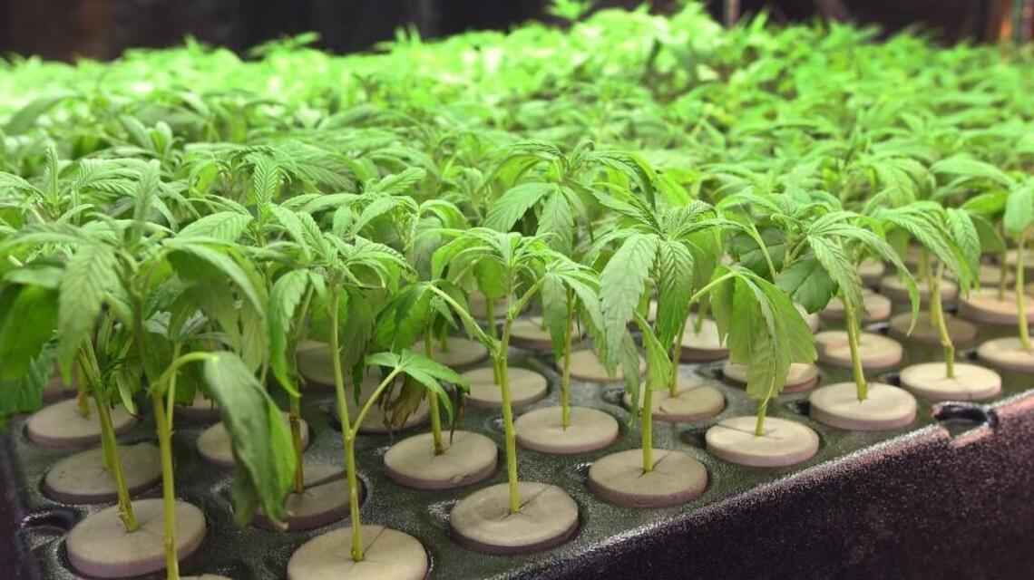 Do shared pot revenues cover cost of enforcement in Lacey? Yes and no.