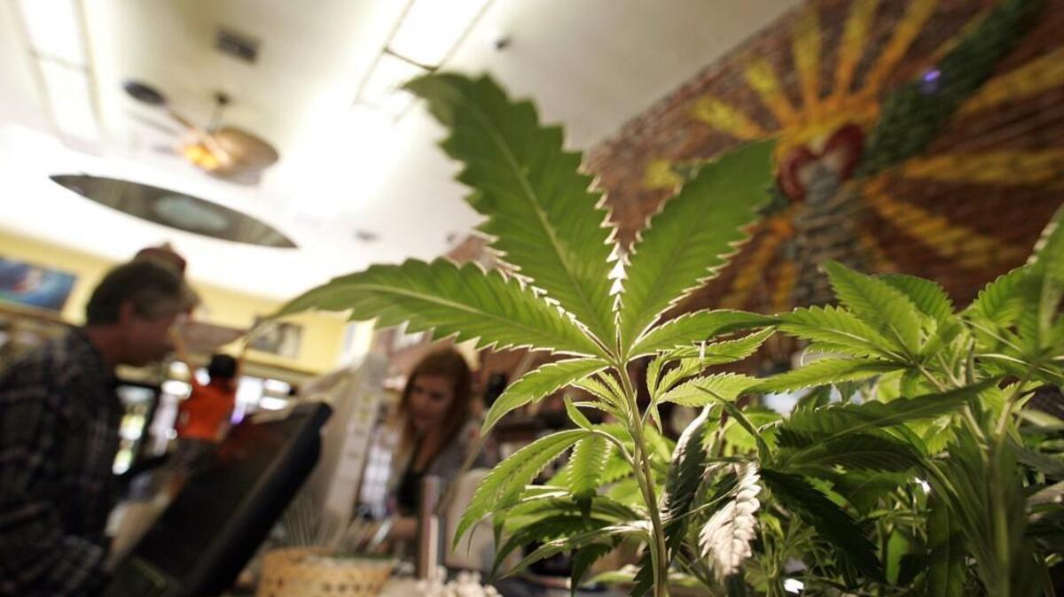 The lawsuit filed in Thurston County Superior Court by medical marijuana activists John Davis, Philip Dawdy, Ken Adams and others contends that the Liquor and Cannabis Board has not used a merit-based system to award new licenses.