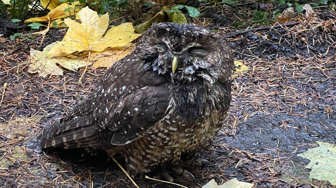 This northern spotted owl was found soaking wet and injured Nov. 6 at Mount Tabor Park in Portland, Oregon. He later died from his injuries.