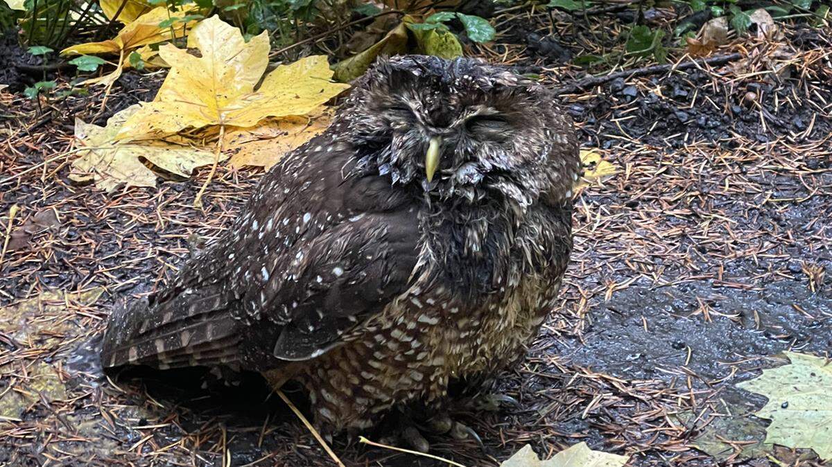 This northern spotted owl was found soaking wet and injured Nov. 6 at Mount Tabor Park in Portland, Oregon. He later died from his injuries.