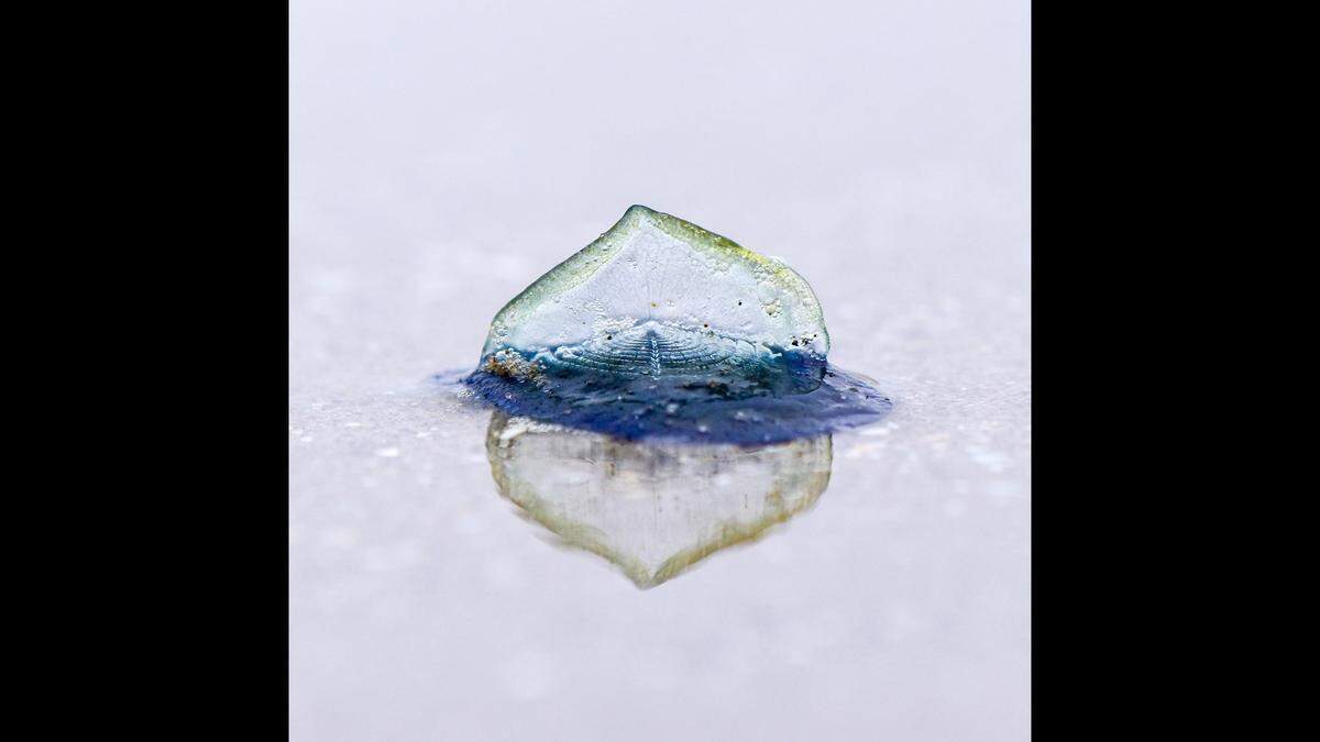 Velella velella photographed in 2017 when the creatures stranded en masse on Newport’s South Beach. “Blue tides” of tiny sea creatures are currently blanketing the beaches off the coast of Oregon.