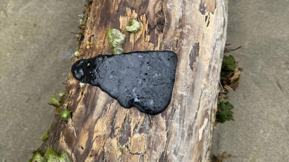A patch of tar was found in Cannon Beach, Oregon. Officials are working to find out why tar is washing up on Pacific Northwest coastlines.