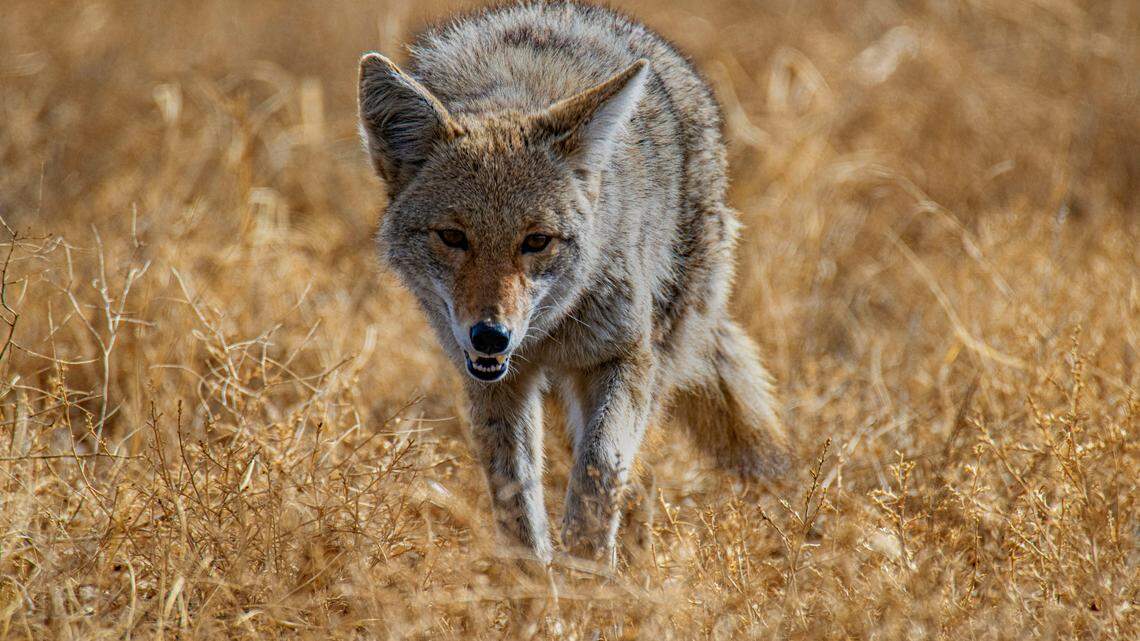 A coyote (not the one pictured) chased after a child playing in a Portland yard, officials said.