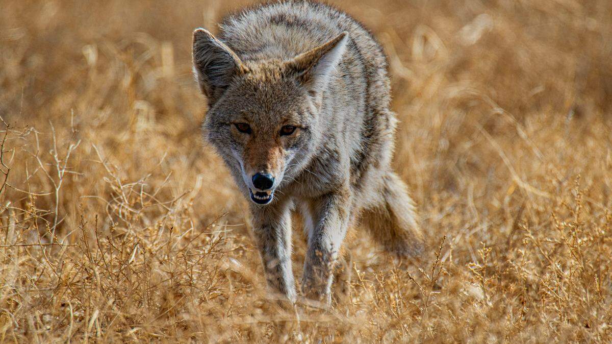 A coyote (not the one pictured) chased after a child playing in a Portland yard, officials said.