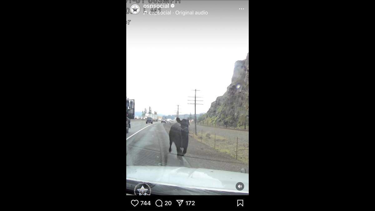 A steer on the loose ran against traffic on an Oregon highway as police tried to chase it down, video shows.