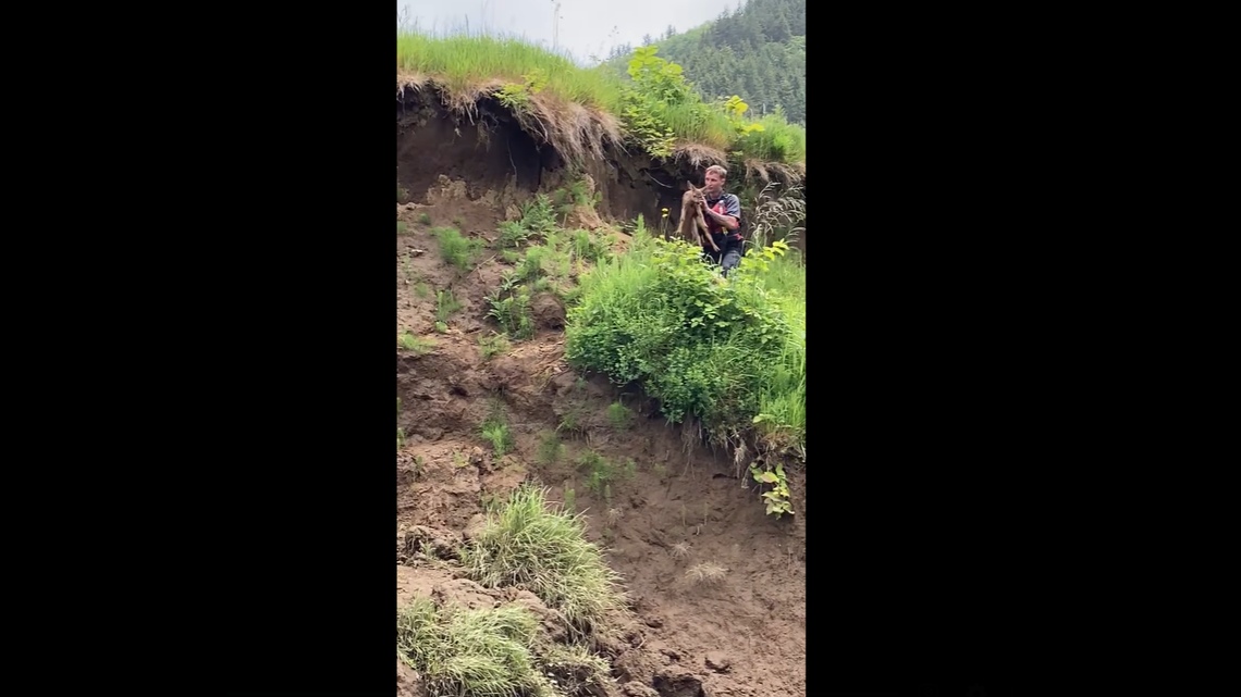A Marine cadet helped reunite a fawn with its mom on June 9 at the Nehalem River in Tillamook County, Oregon. The deer had fallen down a cliff and couldn’t get back up on its own.