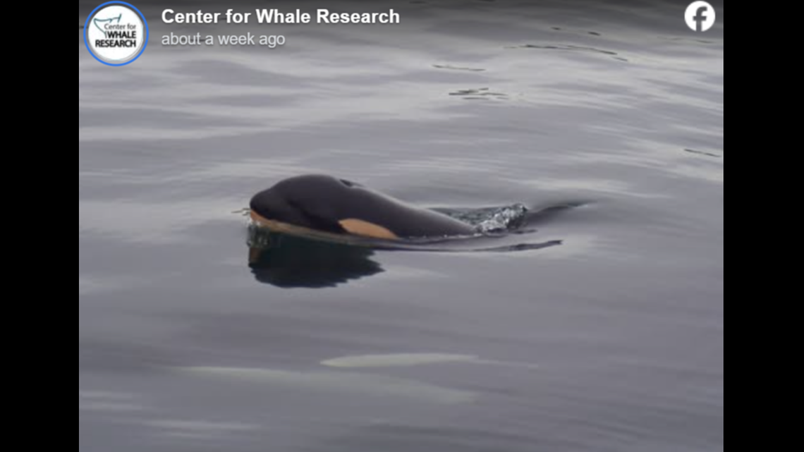 A Southern Resident killer whale baby is pictured before its death.