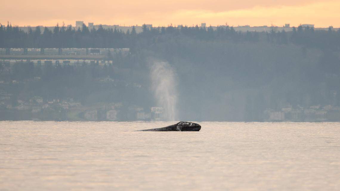 Little Patch is pictured. He’s a part of the North Puget Sound gray whales.