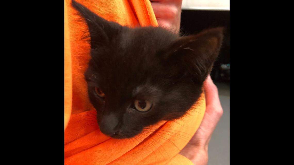 A Multnomah County deputy adopted the kitten.