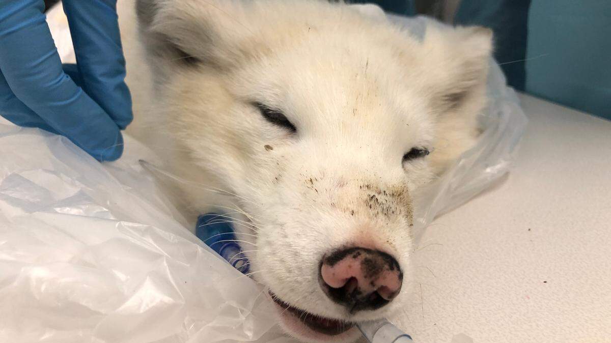 The Arctic fox was put under anesthesia for an exam after being rescued in Portland, Oregon.