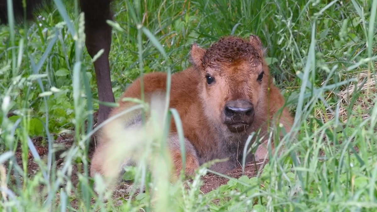 The baby bison is pictured at a wildlife park in Washington.