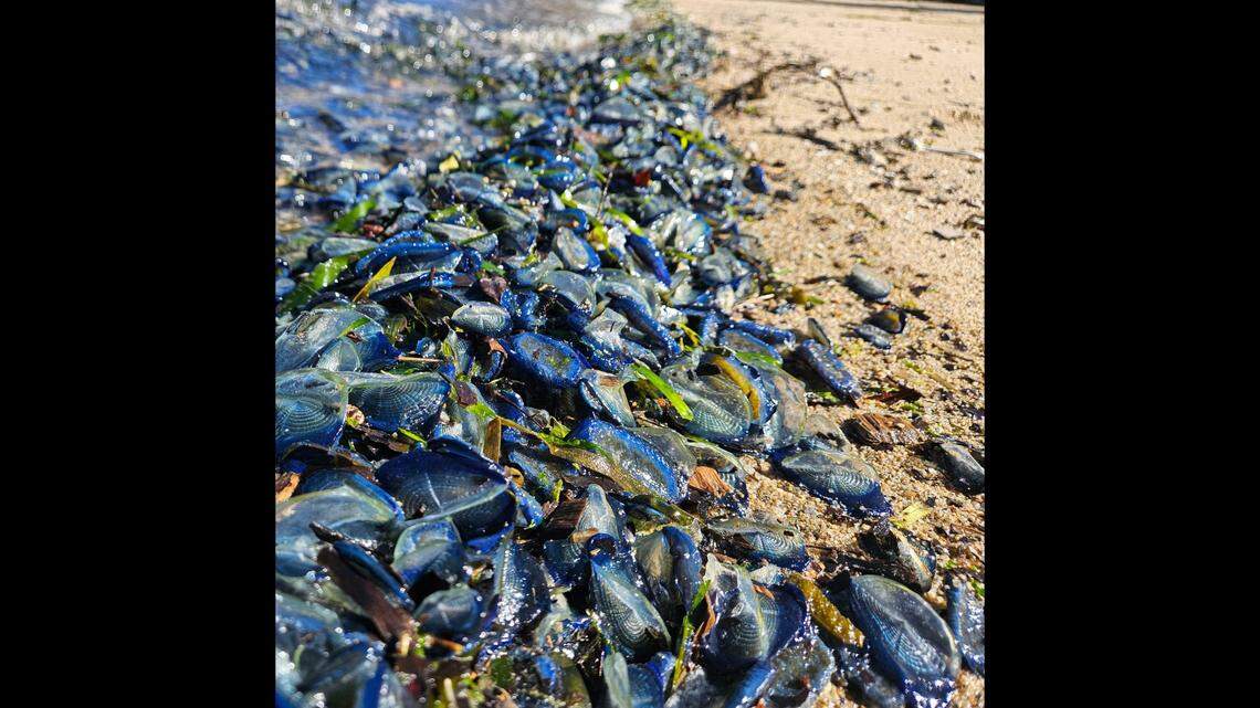 Sighting thousands of velella velella stranded along the Point Reyes seashore in Northern California is common during the spring and early summer months.