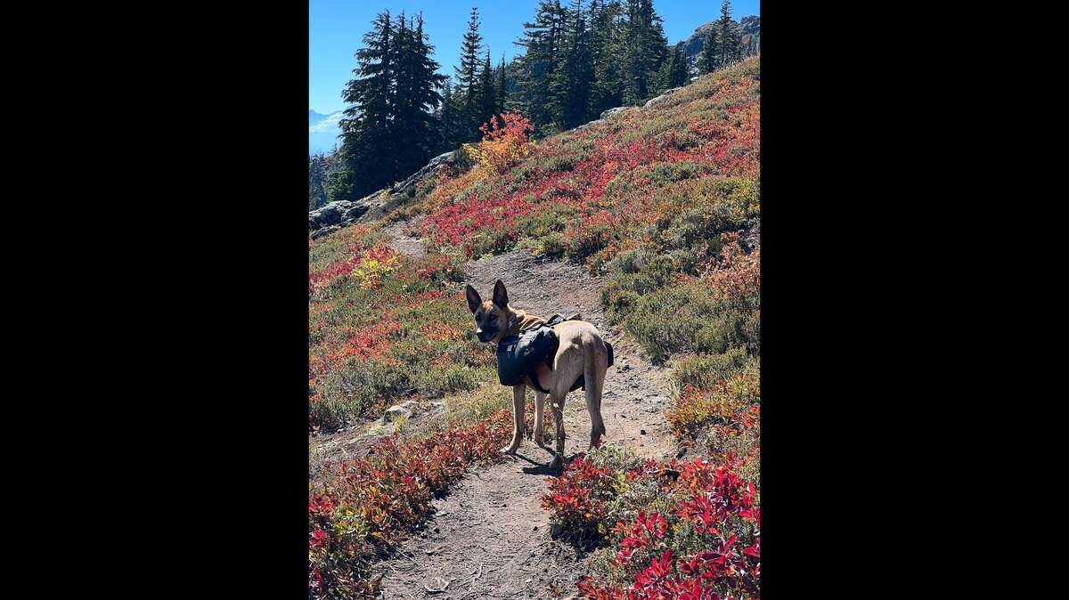 The 63-year-old hiker’s dog, Baker, is pictured. They were rescued Sept. 18.