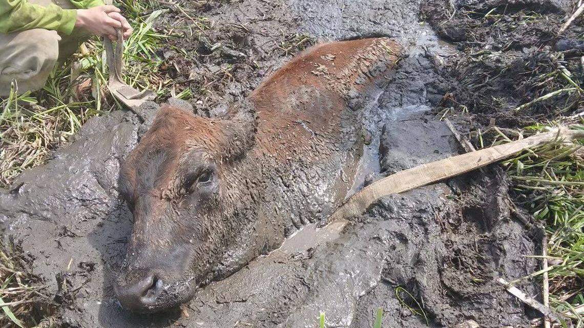 A cow named Ruby got stuck in mud April 21 in Oregon, rescuers said. A group of firefighters had to pull her out.