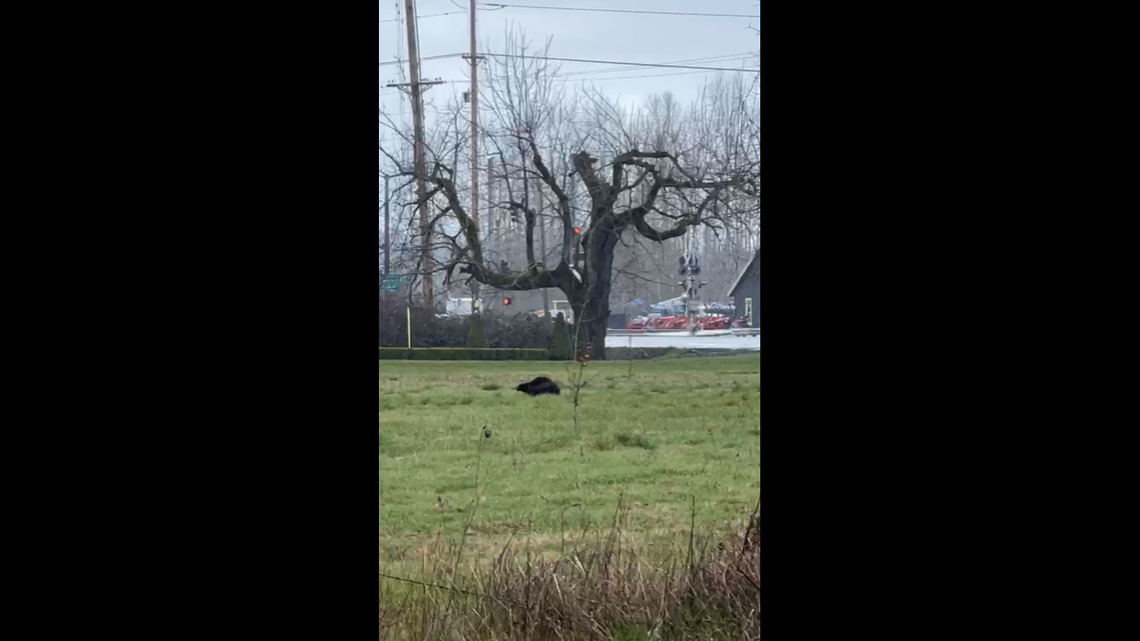 A rare, bear-like creature was seen running in a field near Oregon Route 99E on Feb. 26 in Barlow, Oregon, wildlife officials said.