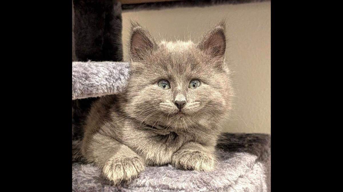 Booberry Matcha was adopted to a new family after he was returned to the Lynnwood PetSmart.