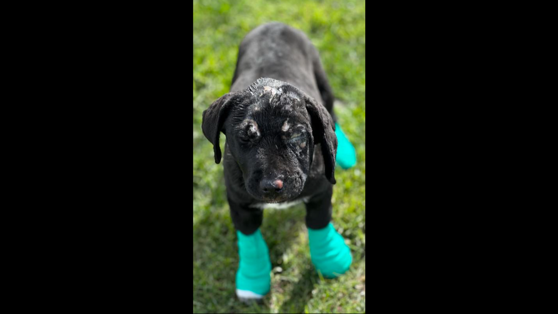 While the 16-pound puppy didn’t initially appear in bad shape, the society said “upon further inspection, I could tell that he had been burned on a large portion of his left back.”