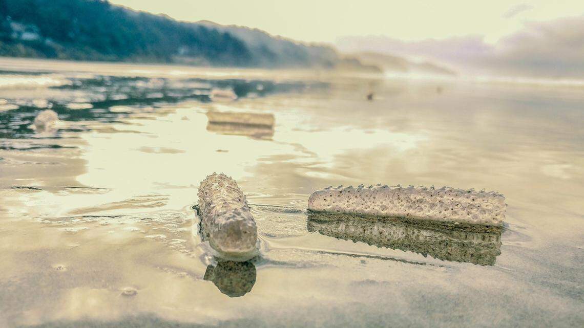 A “mysterious” sea creature that can glow has been spotted on an Oregon beach.