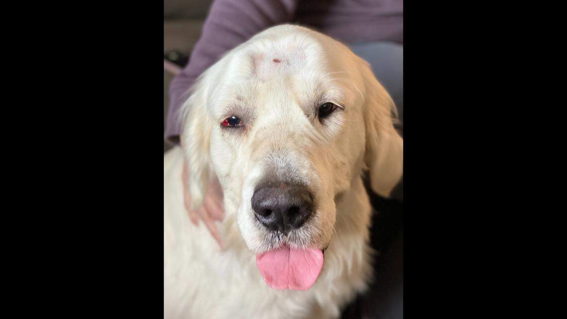 A dog is recovering after he was shot in the head and left to die in a roadside ditch in Washington. Now he’s going home with one of his rescuers.