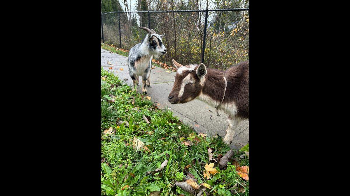 Goats were found roaming Nov. 24 in Washington, police said. The animals were taken to a shelter.