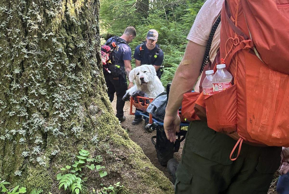 The great pyrenees with injured paws was carried down the mountain trail, fire officials said.