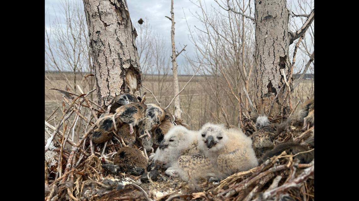 Days after a nestling great horned owl fell from its Oregon nest, it got a happy reunion with its family