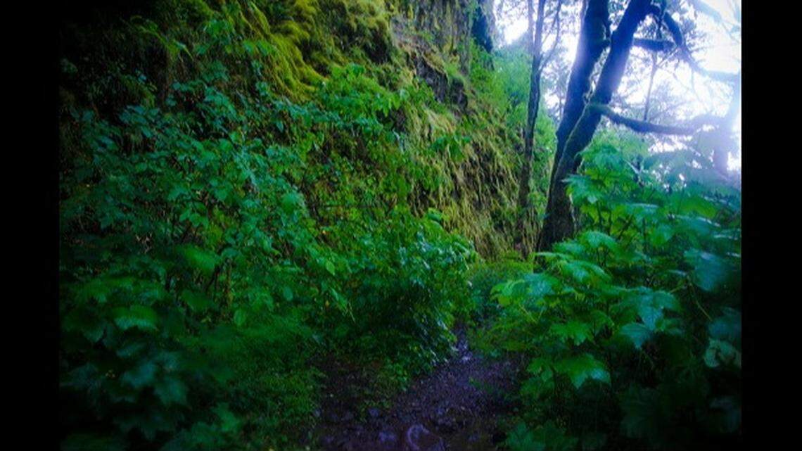 A hiker ended up stranded on a “steep embankment” after slipping and falling about 80 feet, Oregon deputies say.