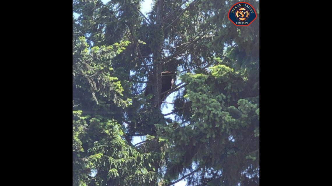 A bear is seen in a tree in Washington before wildlife officers tranquilized it.