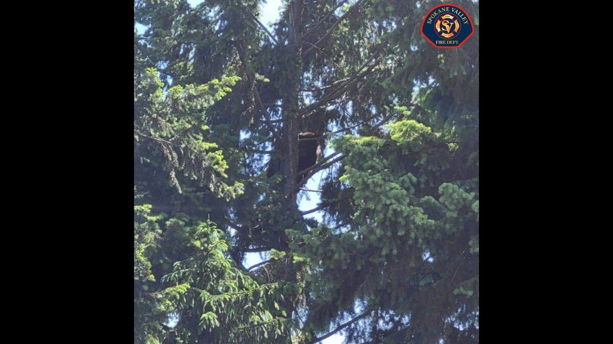 A bear is seen in a tree in Washington before wildlife officers tranquilized it.