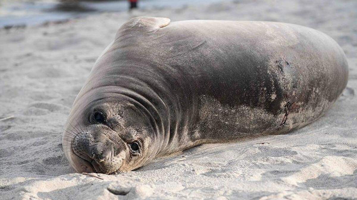 A elephant seal pup (not the one pictured) was stabbed many times on an Oregon beach.