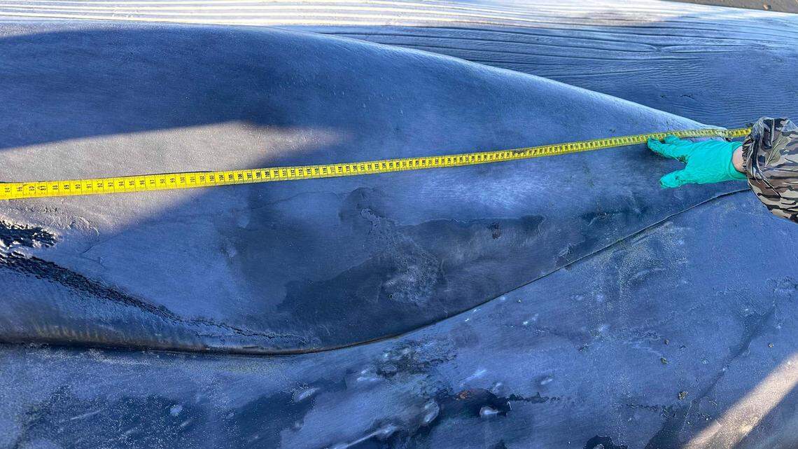 A necropsy was performed on a dead fin whale Feb. 13 after it was found stranded at the Sunset Beach State Recreation Site in Oregon.