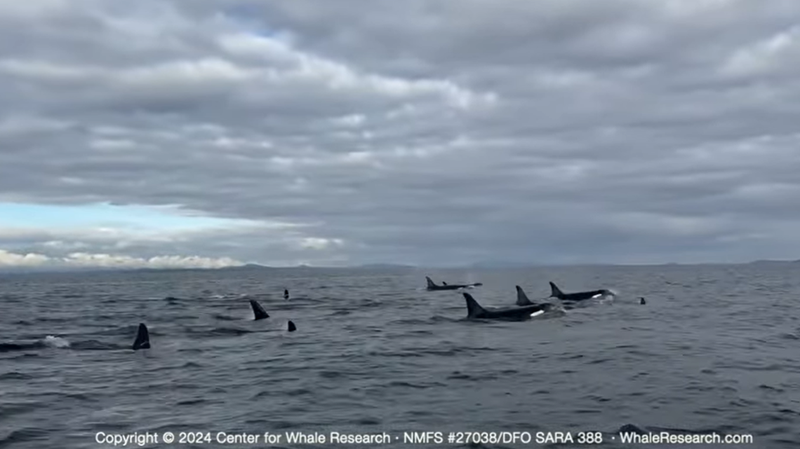 Researchers captured Southern Resident killer whales on camera during an Oct. 29 outing.