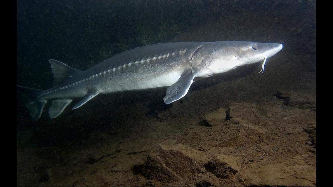The sturgeon (not the one pictured) appeared to be more than 72 inches in length, cops say.