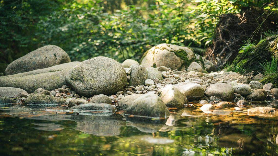 A blue northern leopard frog was found in water (not pictured) in Grant County, Washington, officials said. The discovery was rare.