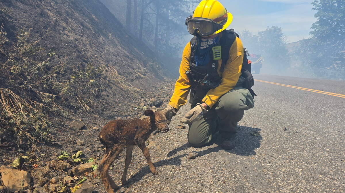 A firefighter is seen helping a young deer in Oregon as workers contain the Rowena Fire.