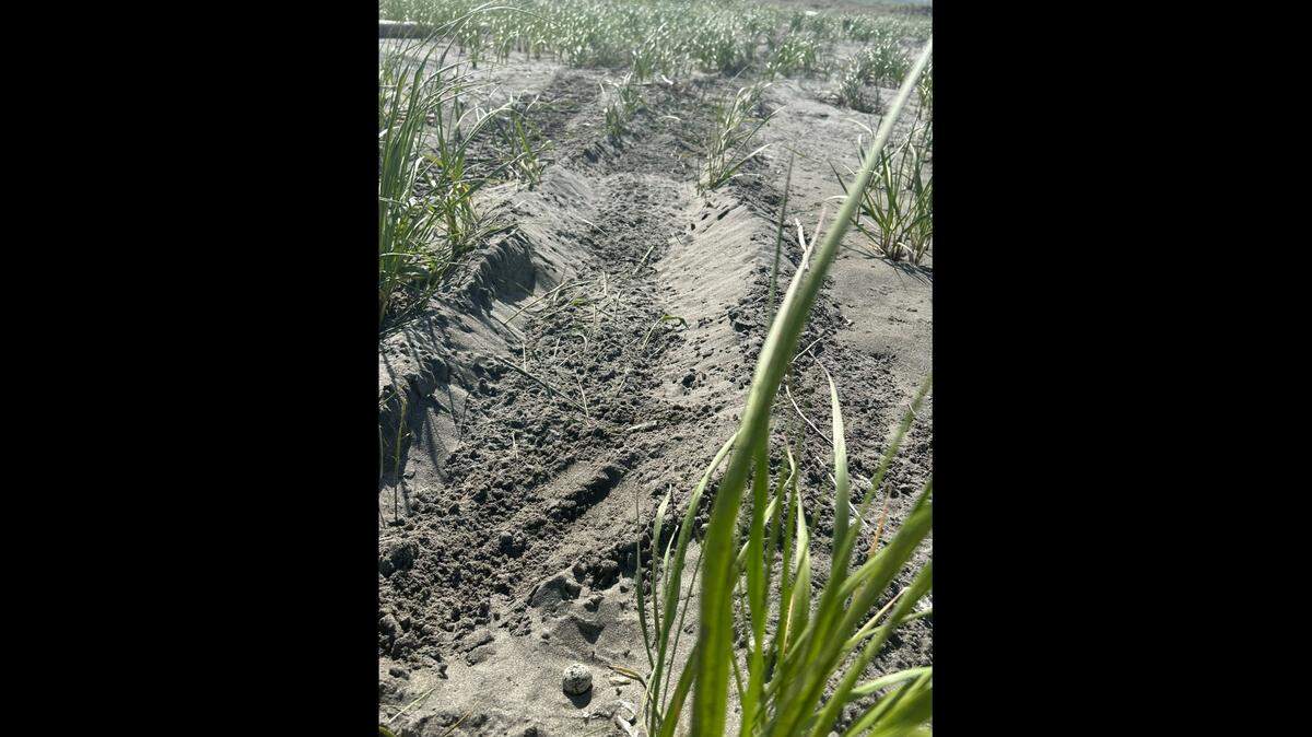 Someone drove through a western snowy plover nest in Grayland Beach State Park, ruining a nest, officials said. A cracked and nonviable egg is seen at the bottom of the photo.